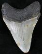 Bargain Megalodon Tooth - North Carolina #21695-2